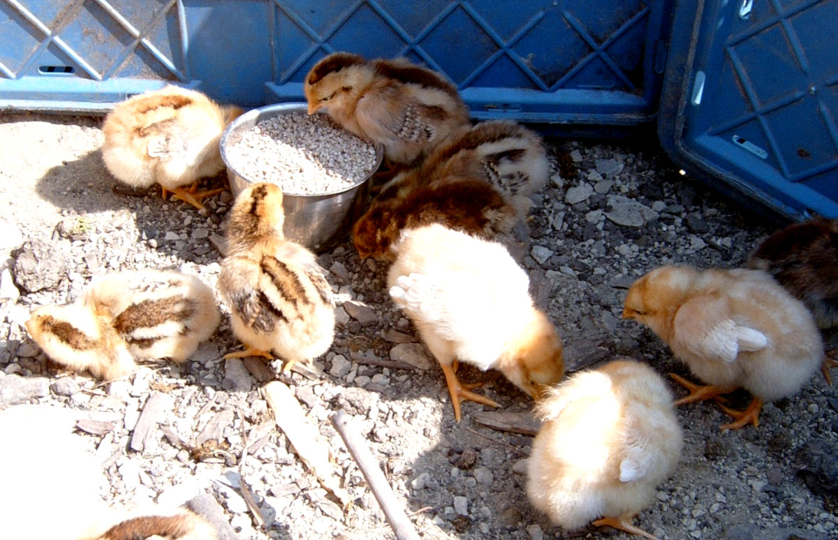 A flock of chicks with their feed.