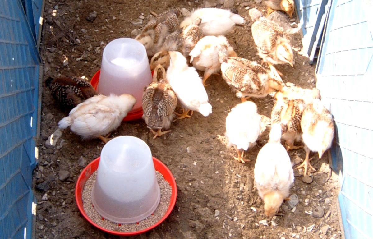 A batch of chicks getting some fresh air and sunshine.