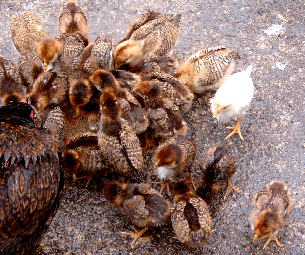 A brood of my chicks caught in the rain and getting wet