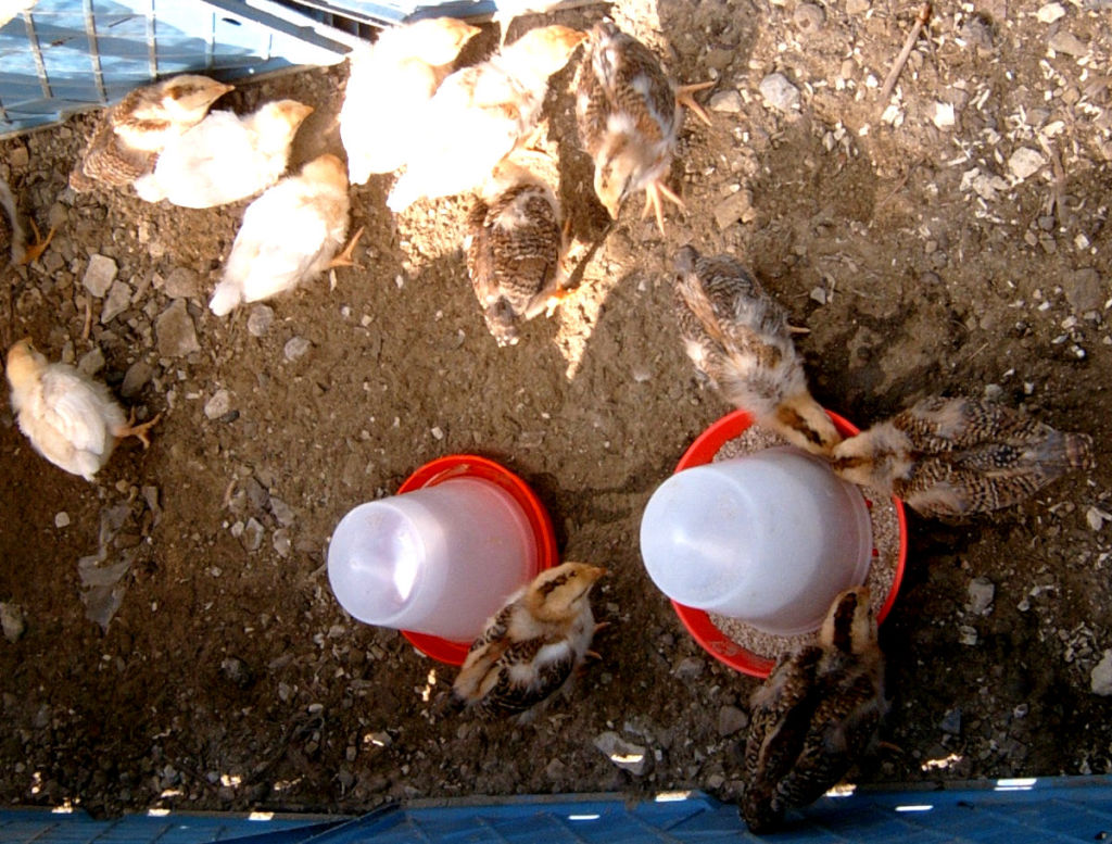 The dangers of rain, cold and water for baby chicks and what you need