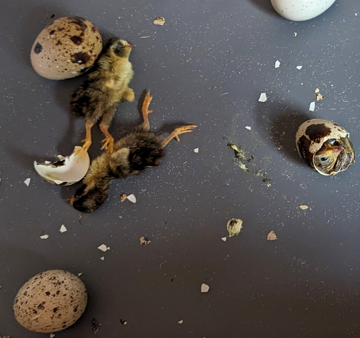 Three dead chicks that passed way during my last hatch.