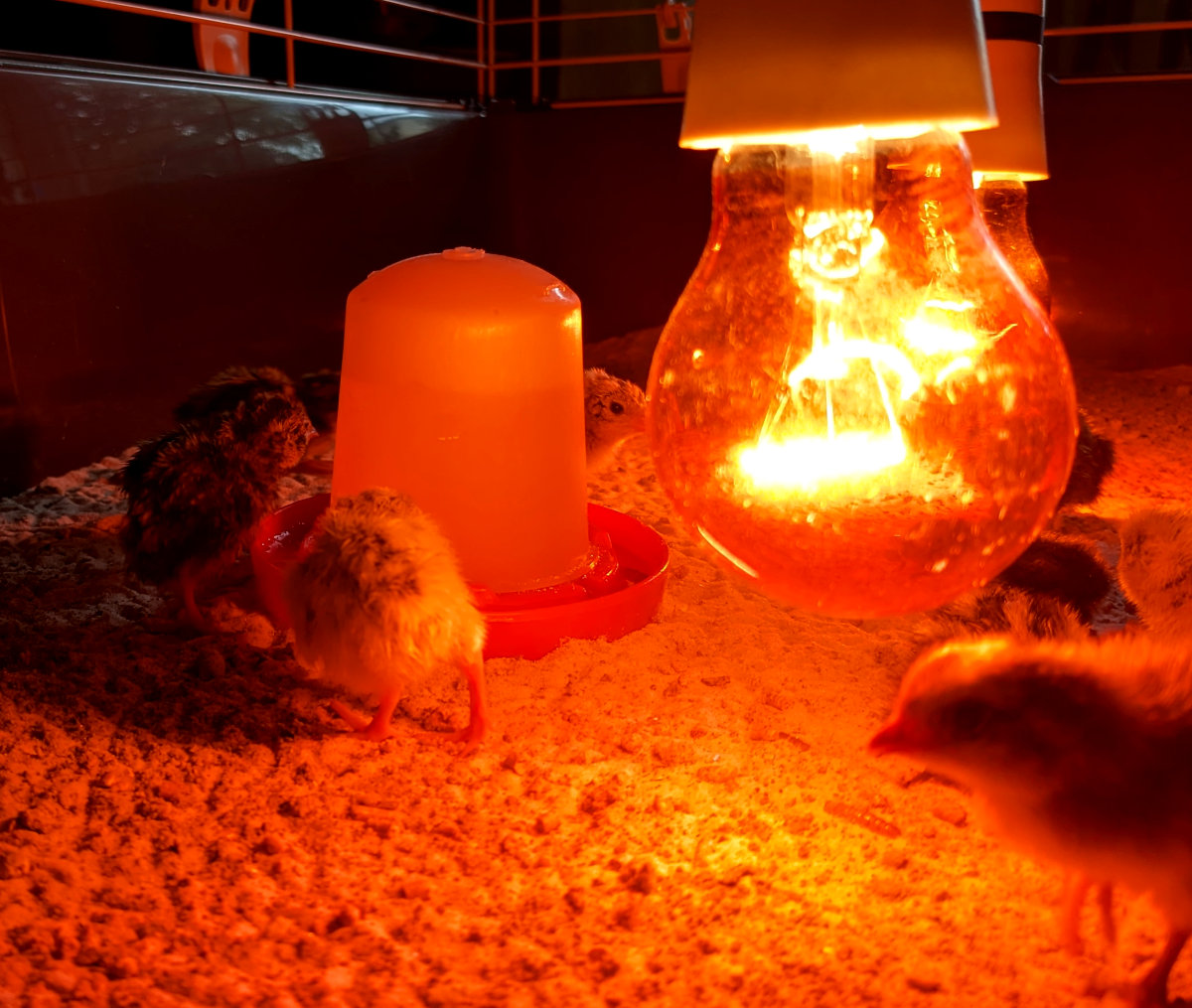 A batch of day old chicks in the brooder.