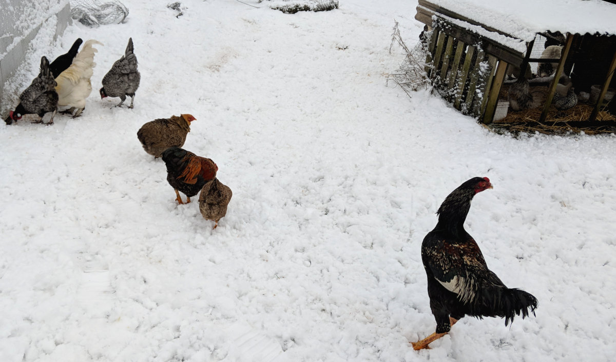 Some of my chickens in the snow we had last winter.