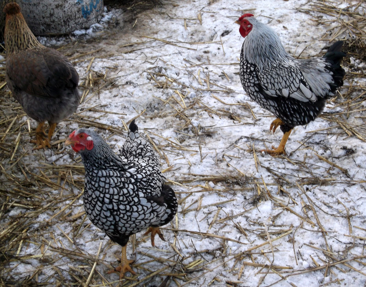 Must haves for your flock during the short cold days of fall and winter.