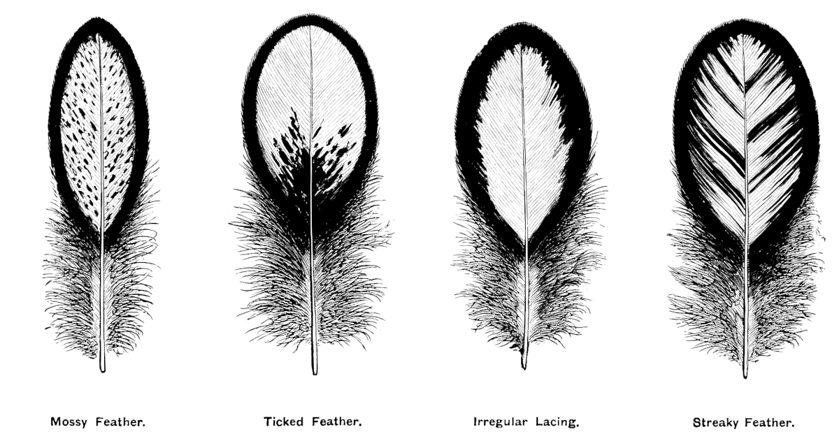 Diagram showing some of the feather faults in chickens