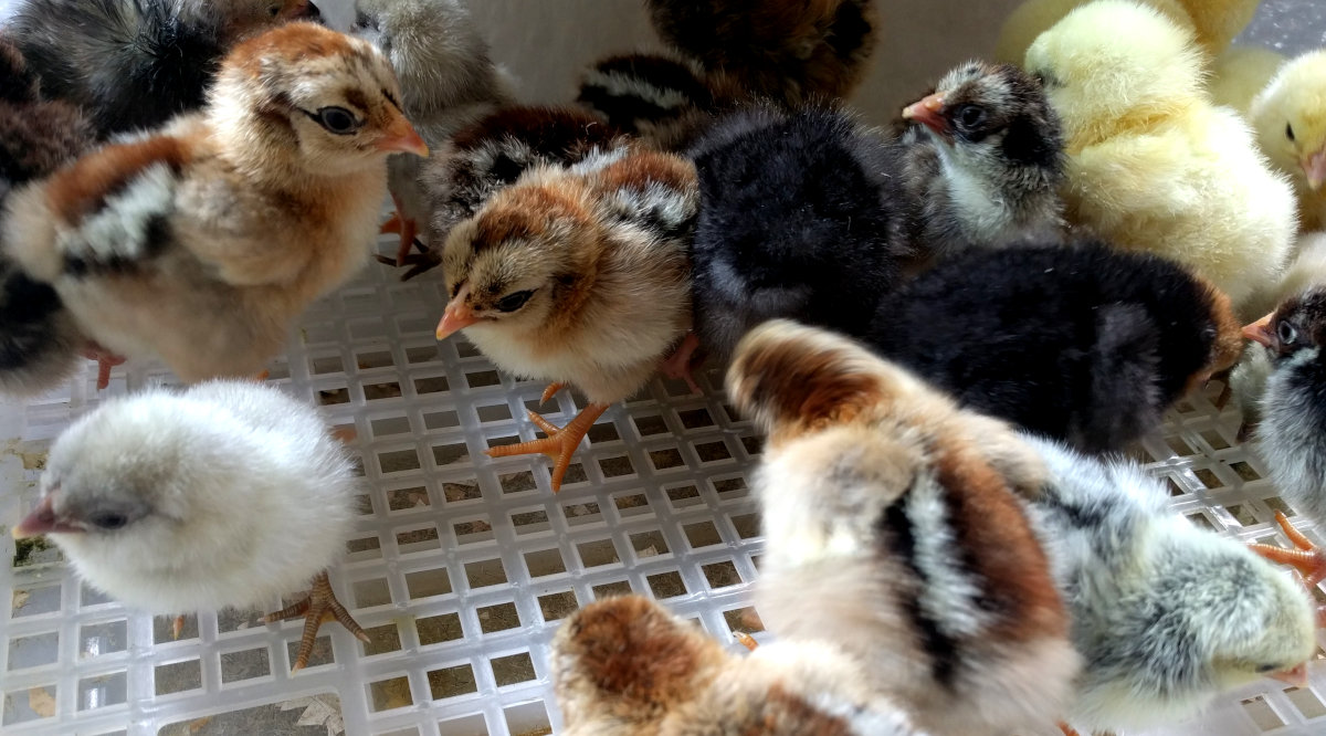 An early winter hatch means birds mature in spring.