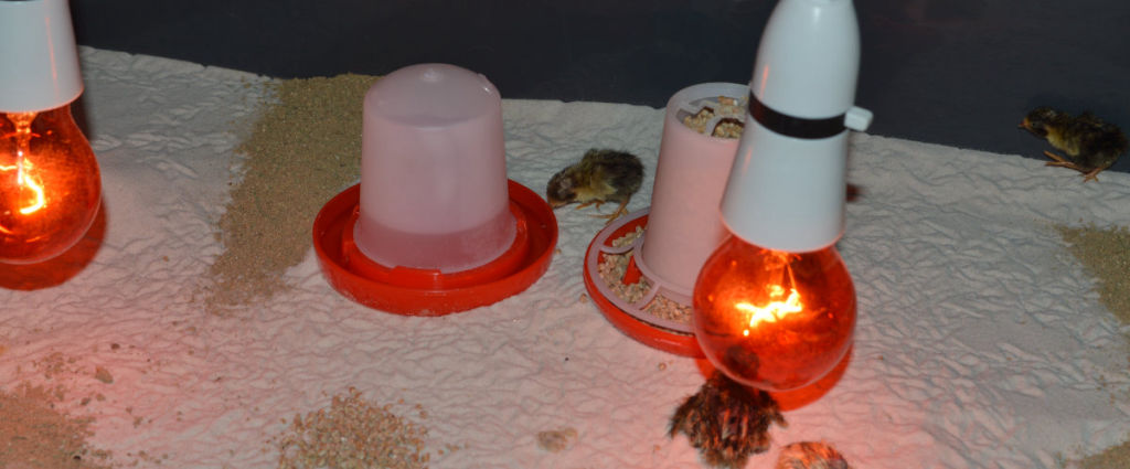 Winter incubation. A guide to out of season hatching and brooding of ...