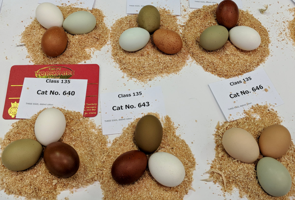 A good selection of well coloured chicken eggs.