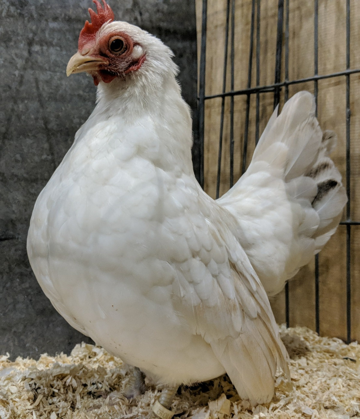 The creeper gene in Japanese bantams is one of the more well known lethal genes.