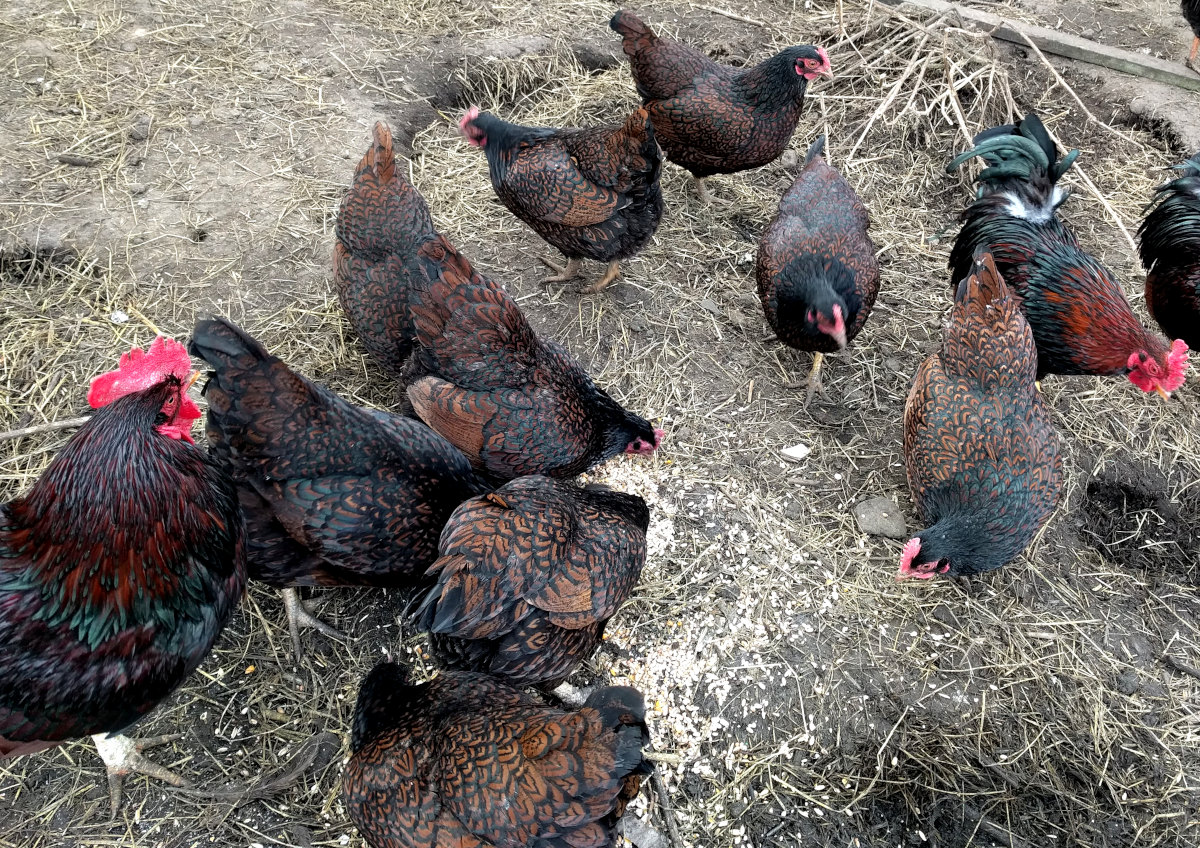 A group of line bred chickens.
