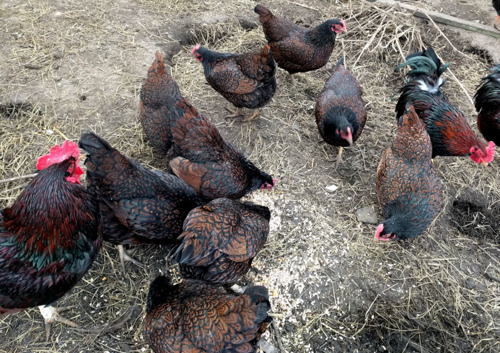 Enhancing Chicken Breeds: The Science And Strategy Of Line Breeding 