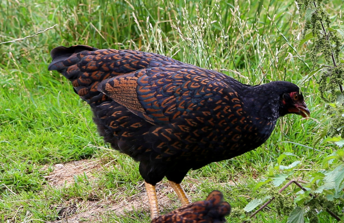 Barnevelders were my first rare breed as well as first breeding success.
