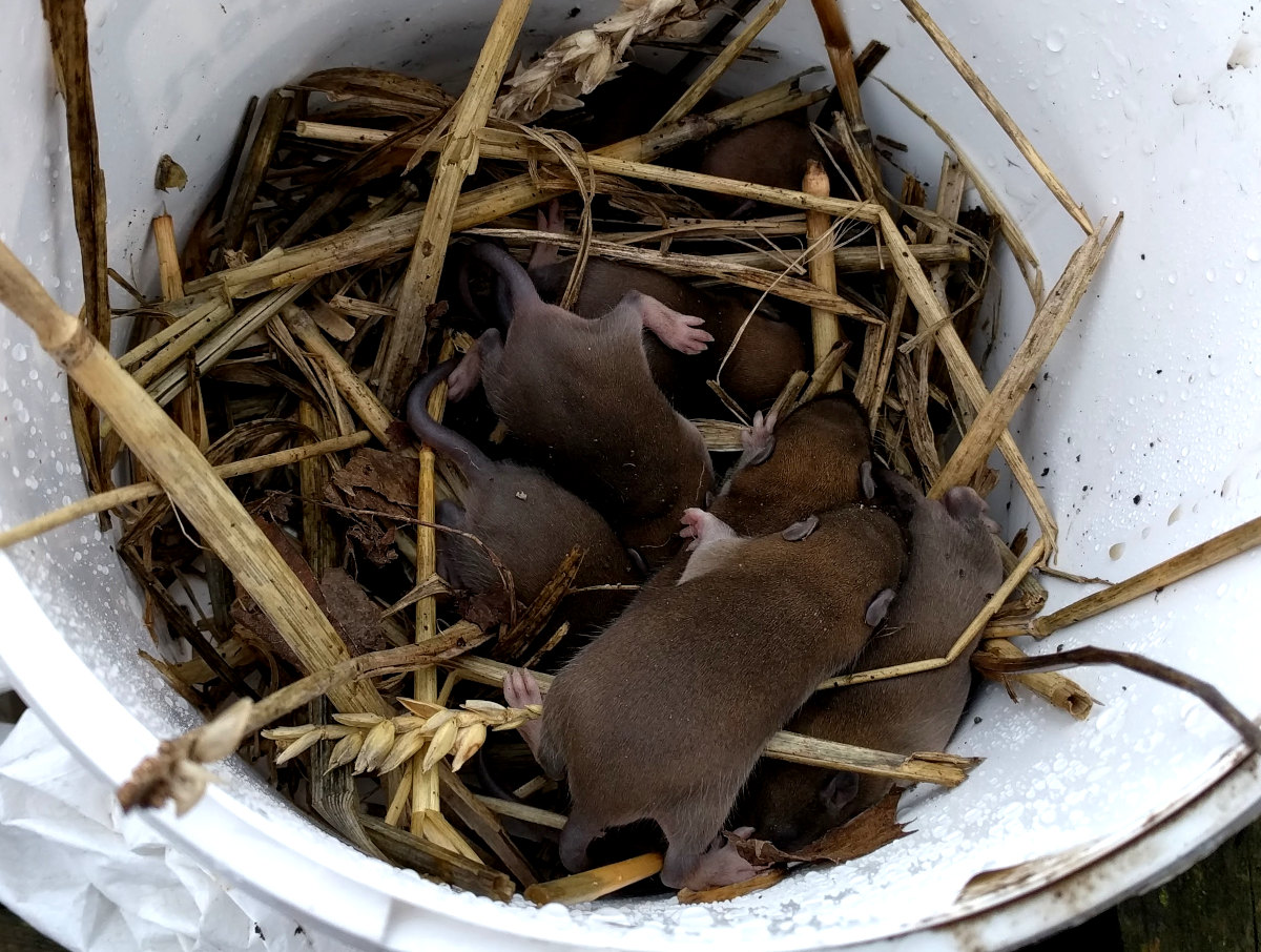 A nest of baby rats from under a shed.