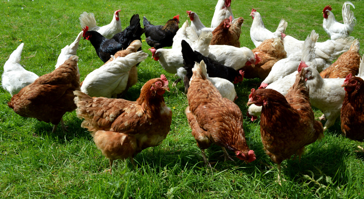 Some of my egg flock free ranging in the sunshine.