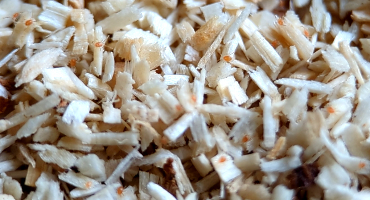 An infestation of red mites in a chicken coop.