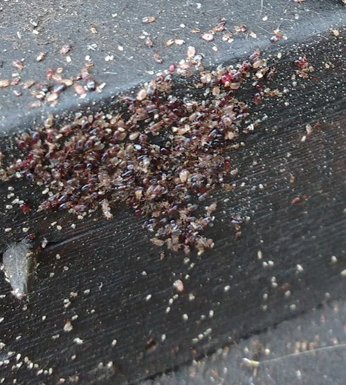 Tackling the dreaded red mite in chickens. Cluckin