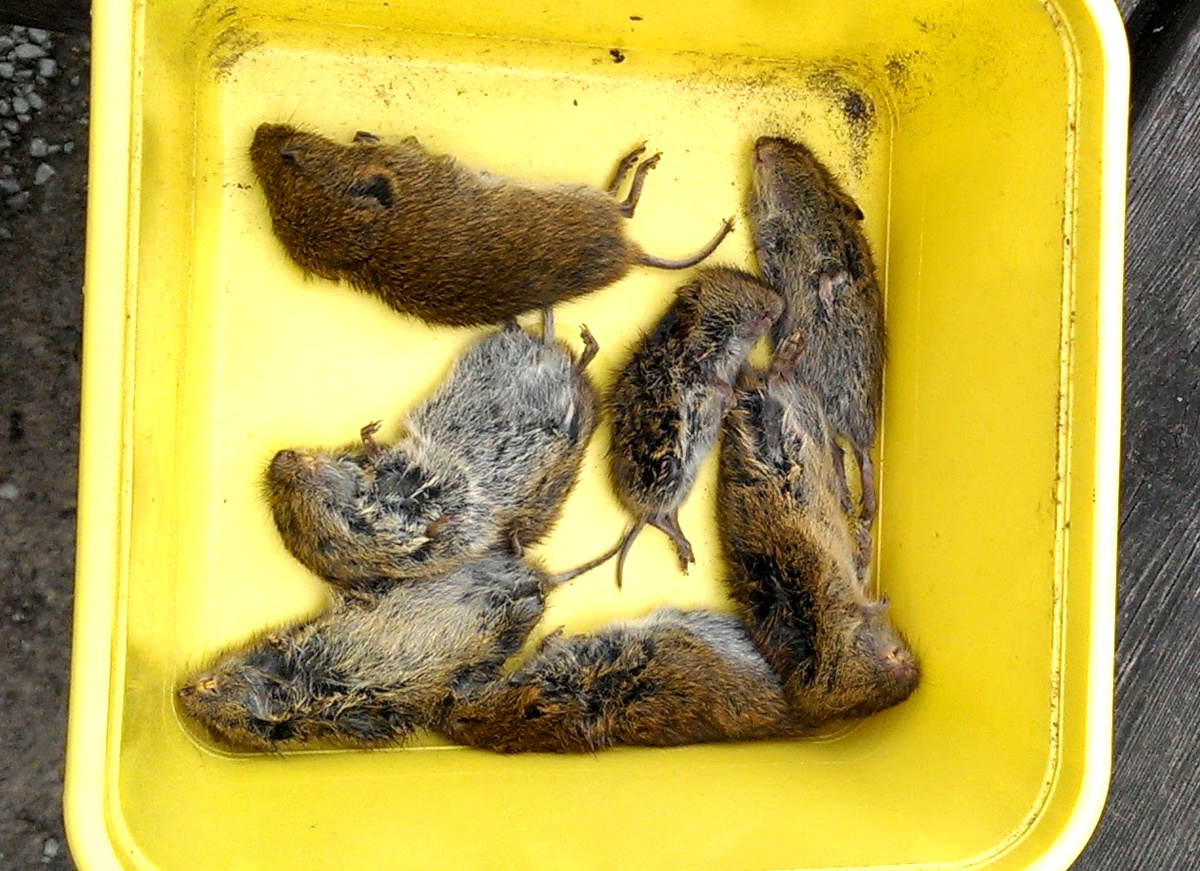 seven mice caught and killed in one single night.