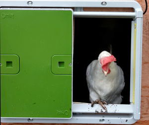 A leghorn hen coming out through the automatic coop door.