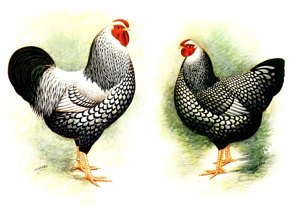 Prints and wall art. Chickens. Pair silver laced wyandottes.