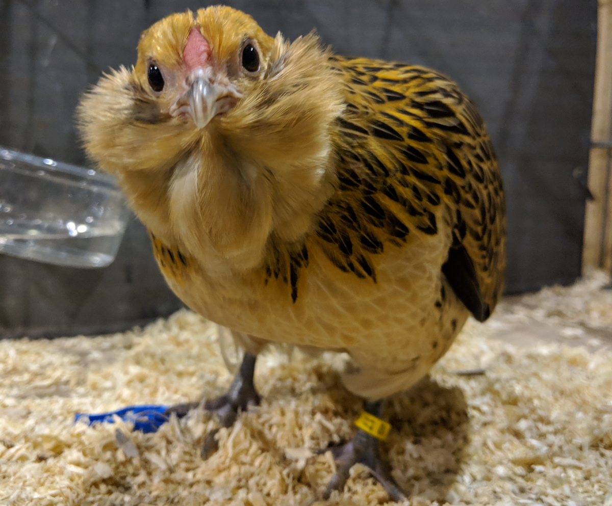 A bantam chicken in a show cage at a poultry event