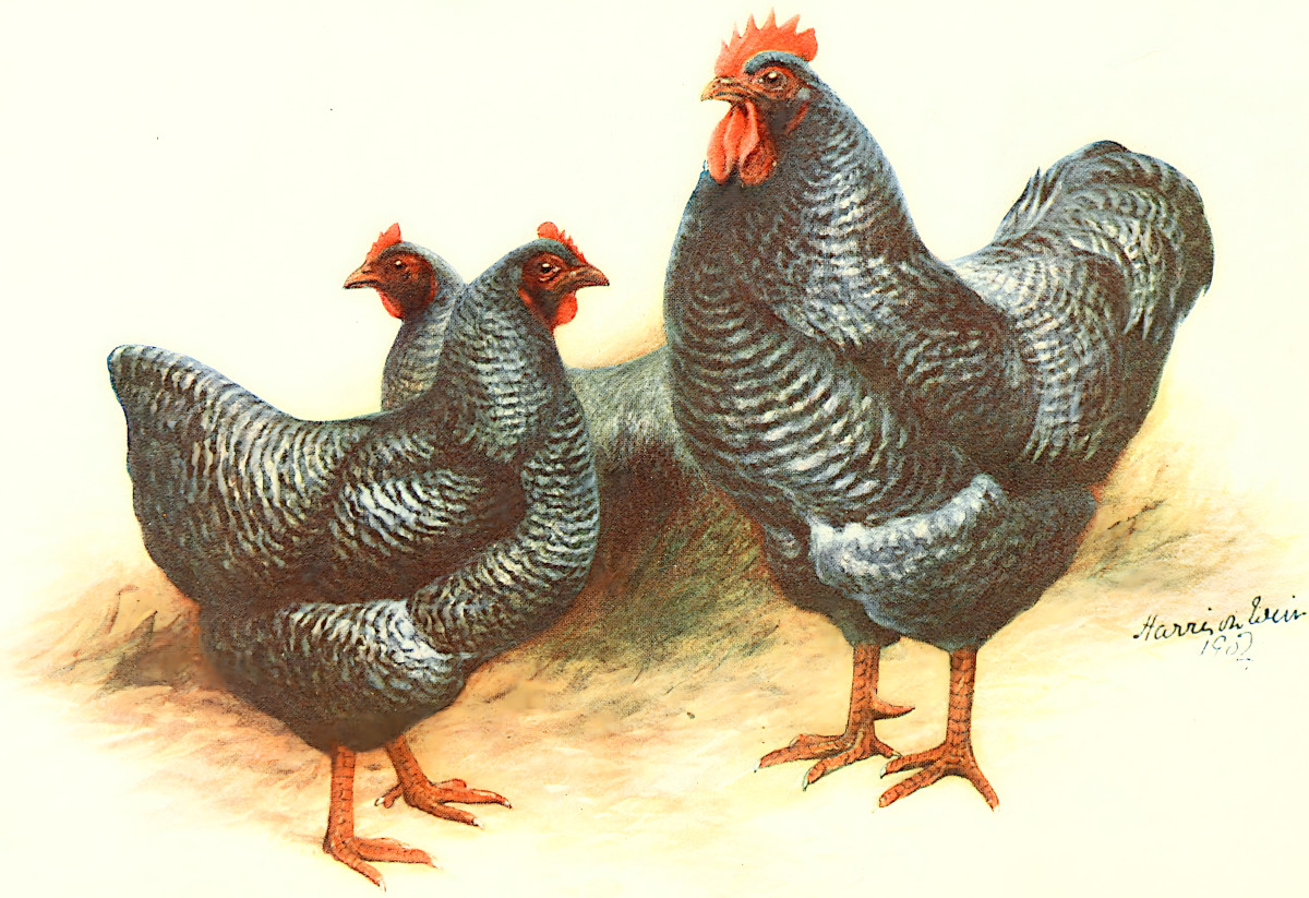 chickens and poultry print - trio of barred Plymouth rocks.