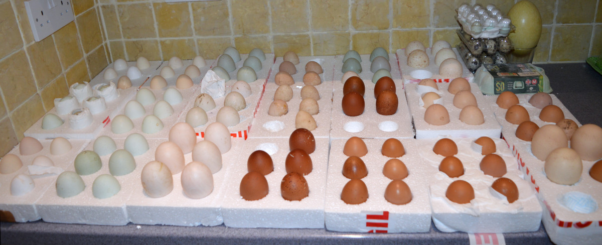 One of the batches of eggs that were tested.