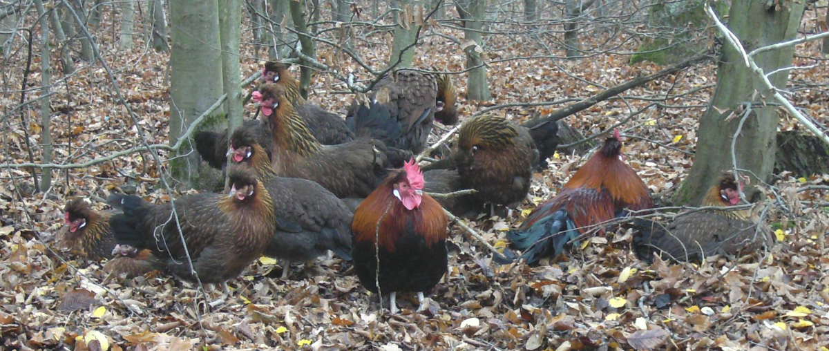 a flock of Altsteirer chickens 