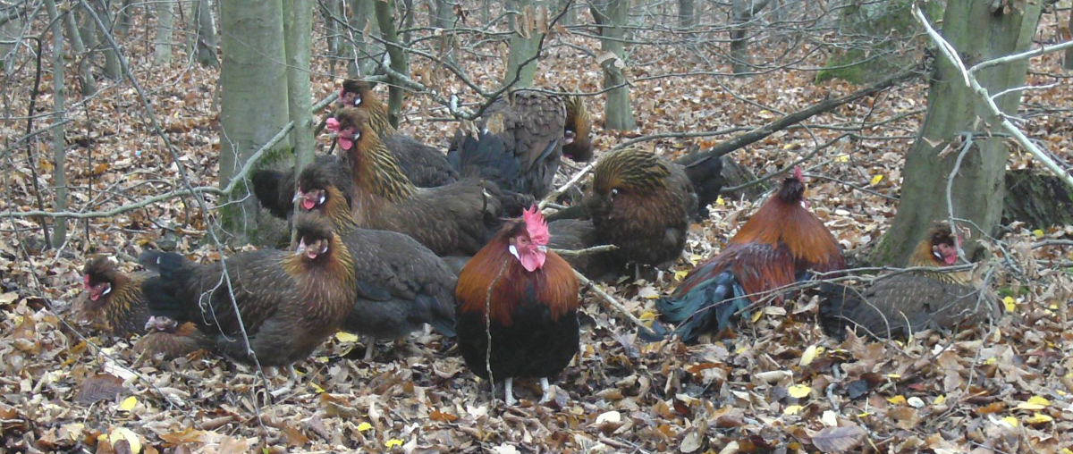 The Altsteirer or Styrian chicken breed profile - Cluckin