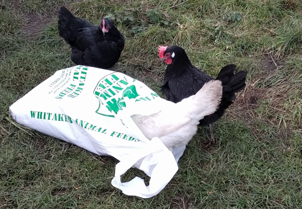 how much and how often to feed your chickens.