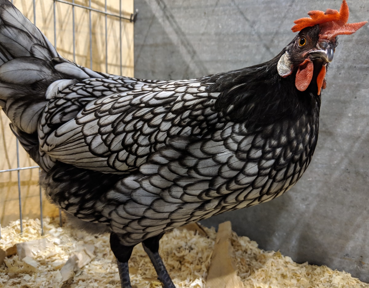 A show quality blue Andalusian chicken.