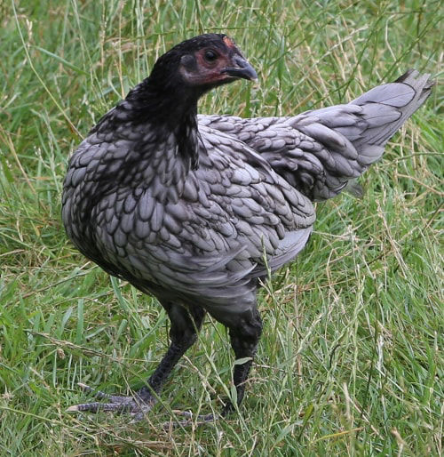 The blue Andalusian chicken breed profile - Cluckin