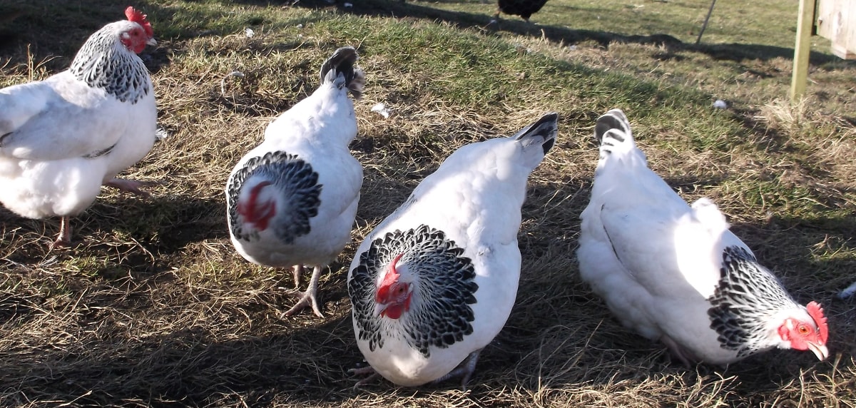 My light Sussex chickens on my allotment