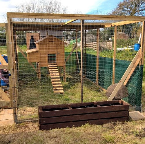 Allotment chicken keeping - Cluckin