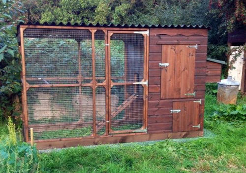 Allotment chicken keeping - Cluckin