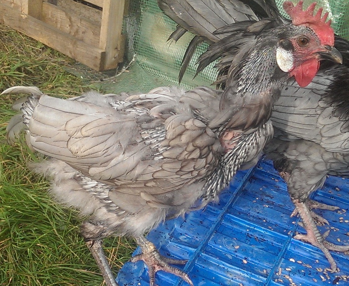Two chickens that have lost nearly all their feathers in the annual moult.