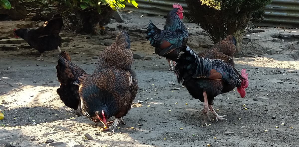 Chickens eating peanuts