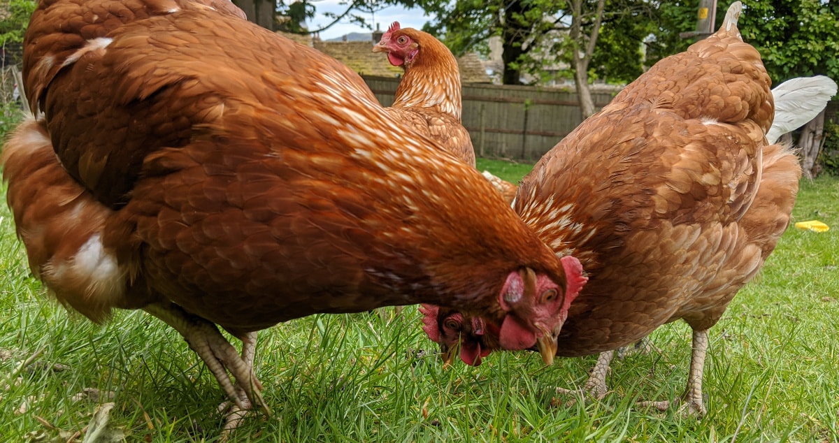 Chickens eating scratch from the grass