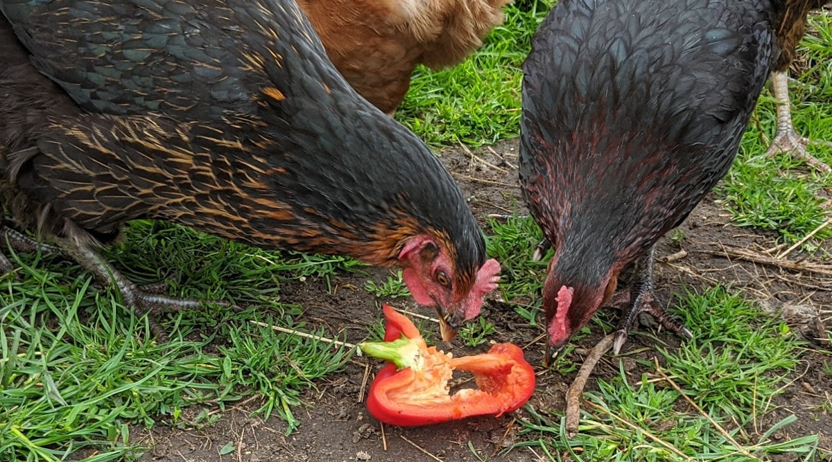 Some of my chickens eating treats
