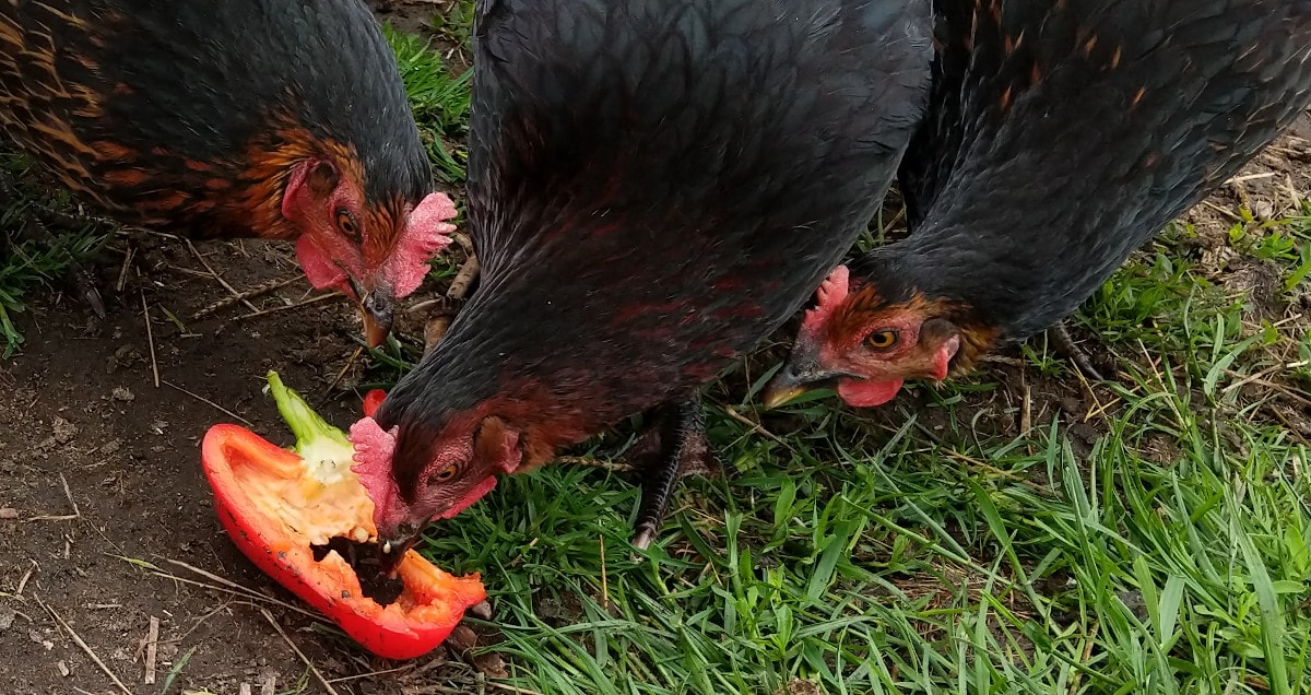 Some of my chickens eating peppers