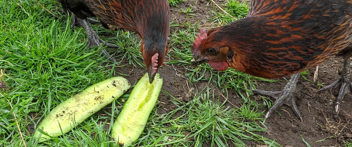 My chickens eating cucumbers