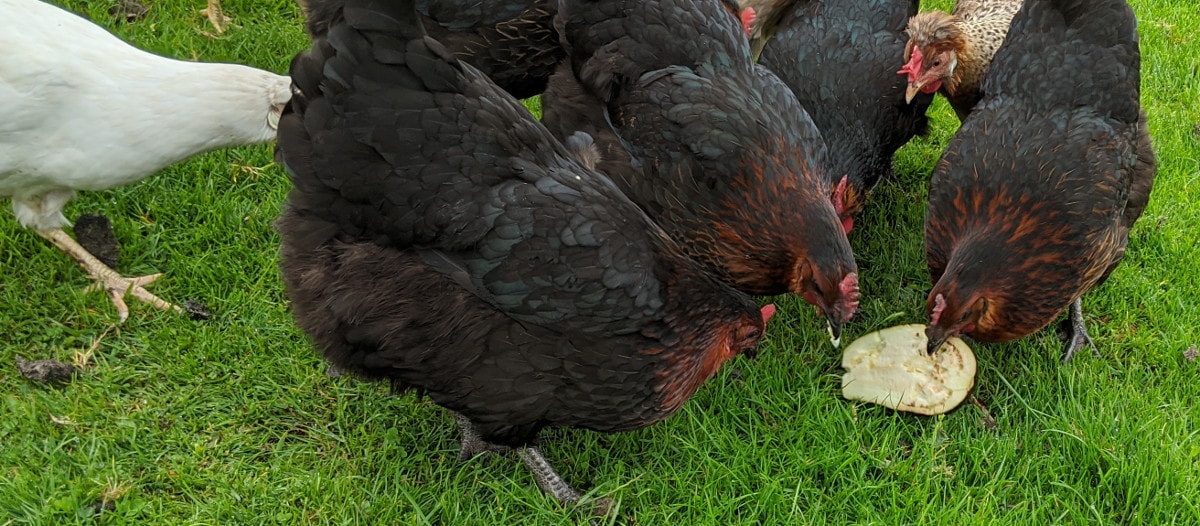 My egg flock eating eggplant or aubergines