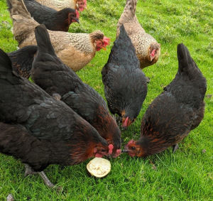 Can Chickens Eat Aubergine Or Eggplant Brinjal Cluckin