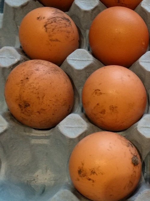 Abnormal chicken eggs. 37 egg and shell problems explained. - Cluckin