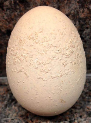 What causes speckled chicken eggs