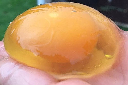 Abnormal chicken eggs. 37 egg and shell problems explained. - Cluckin