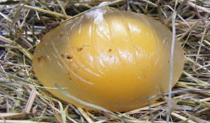 a shell less chickens egg in a nest