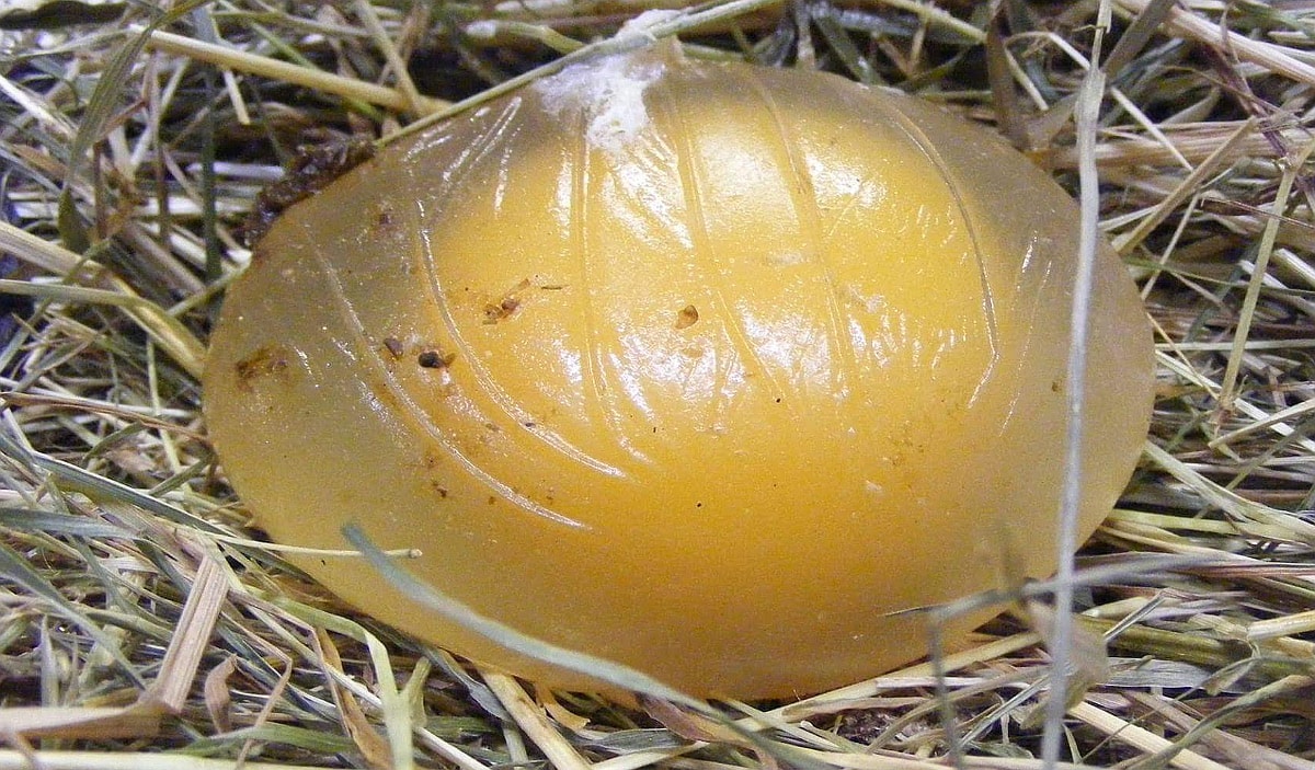 Chicken Laying Eggs Without Shells