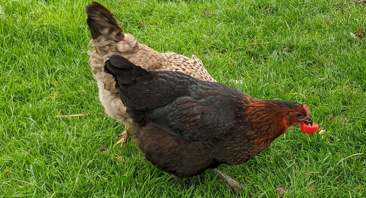 My chicken running of with the tomato while i am trying to film them