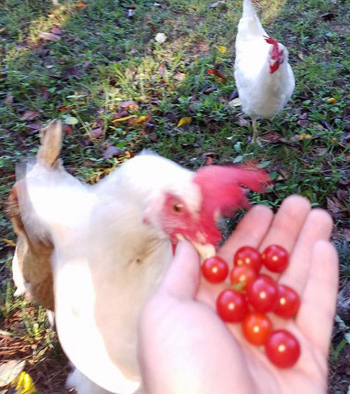 Can chickens eat tomato Cluckin