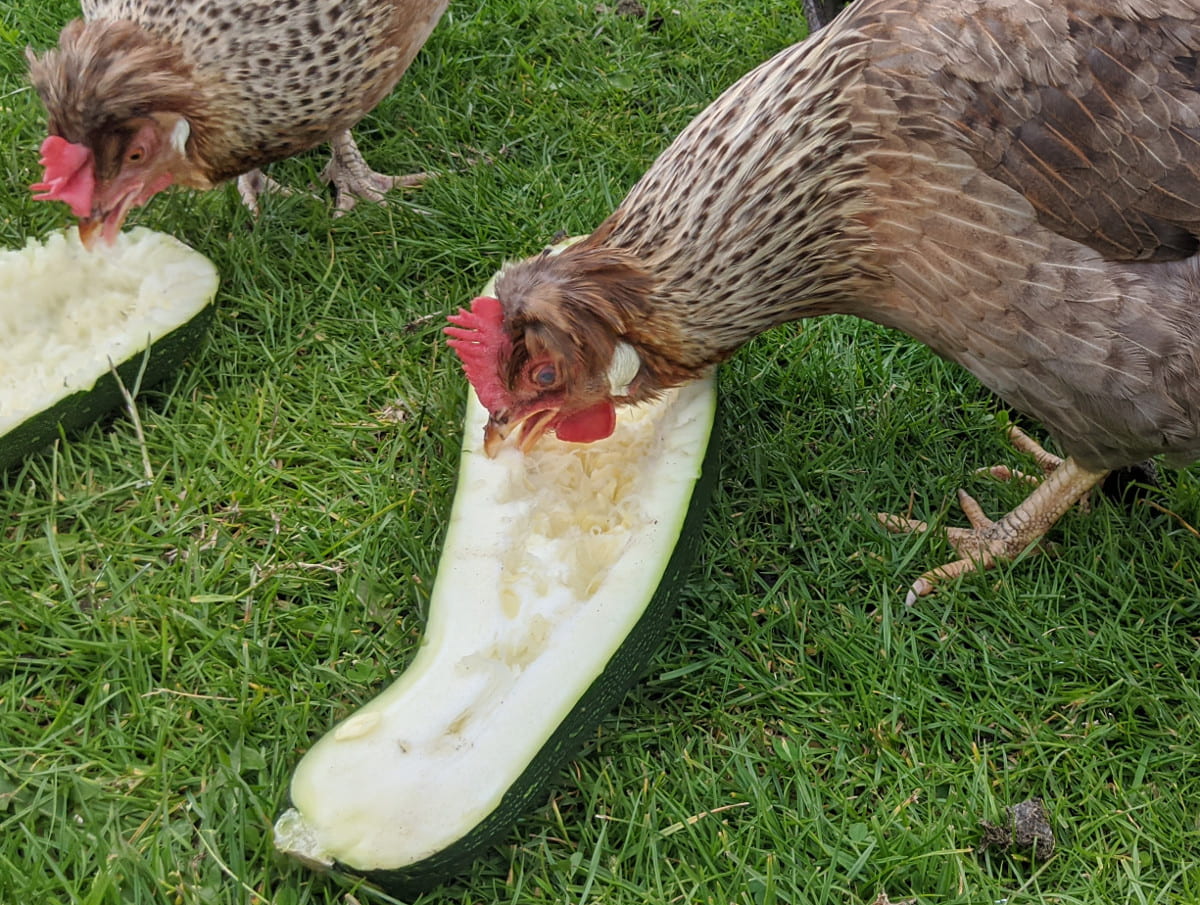 Some of my chickens eating a marrow